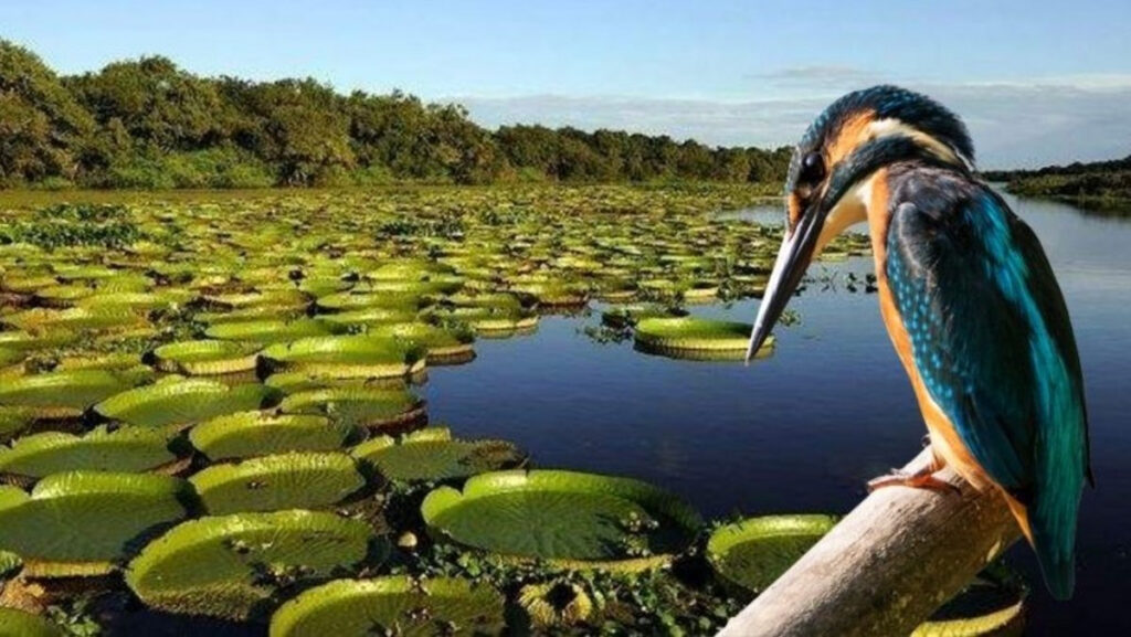 Iberá