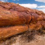 Bosque Petrificado La Leona